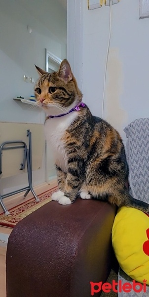 Tekir Kedi, Kedi  Nazlı fotoğrafı