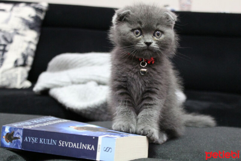 Scottish Fold, Kedi  Sofi fotoğrafı