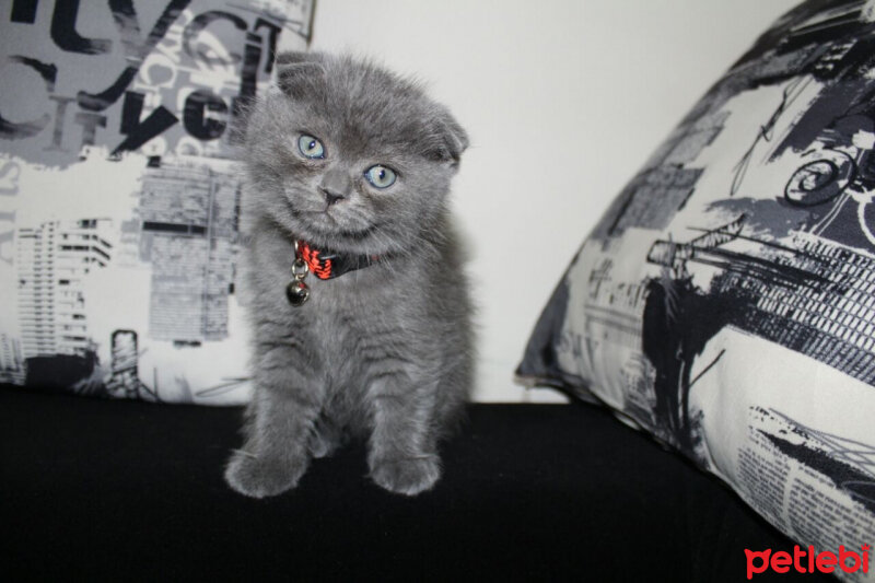 Scottish Fold, Kedi  Sofi fotoğrafı