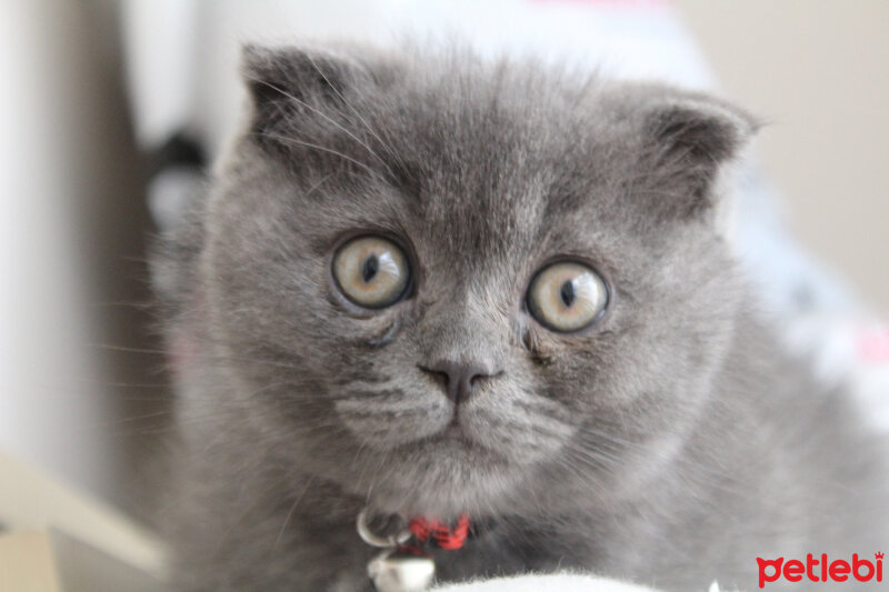 Scottish Fold, Kedi  Sofi fotoğrafı