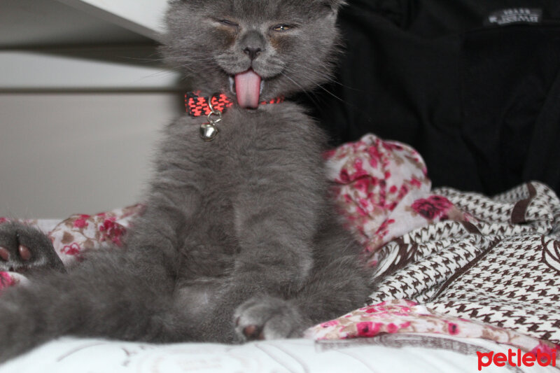 Scottish Fold, Kedi  Sofi fotoğrafı