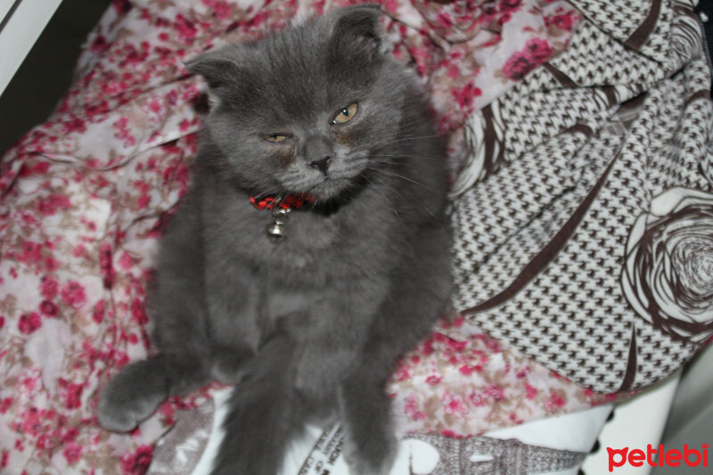 Scottish Fold, Kedi  Sofi fotoğrafı