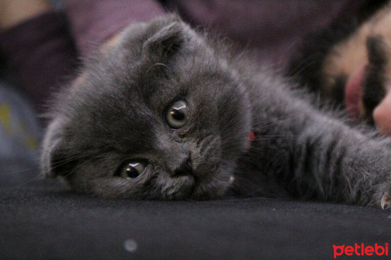 Scottish Fold, Kedi  Sofi fotoğrafı