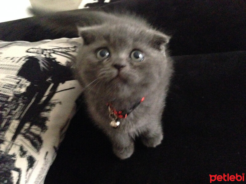 Scottish Fold, Kedi  Sofi fotoğrafı