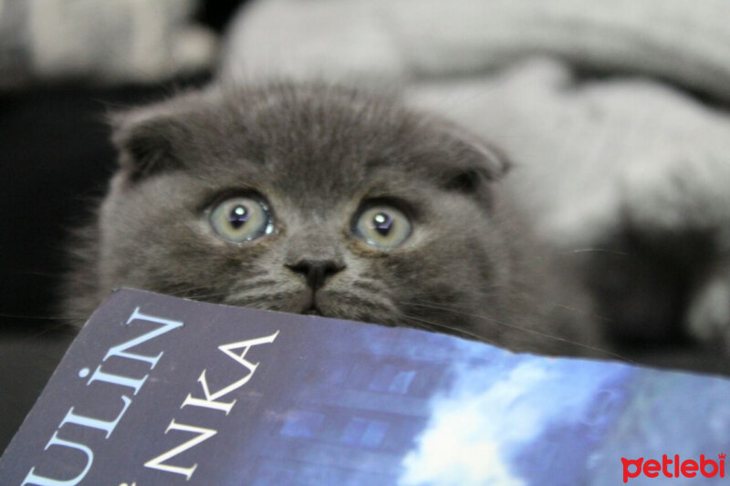 Scottish Fold, Kedi  Sofi fotoğrafı