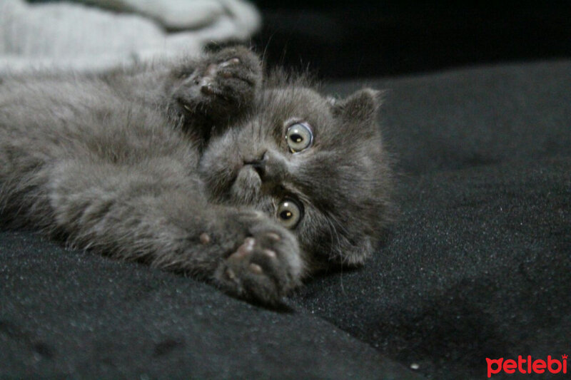 Scottish Fold, Kedi  Sofi fotoğrafı