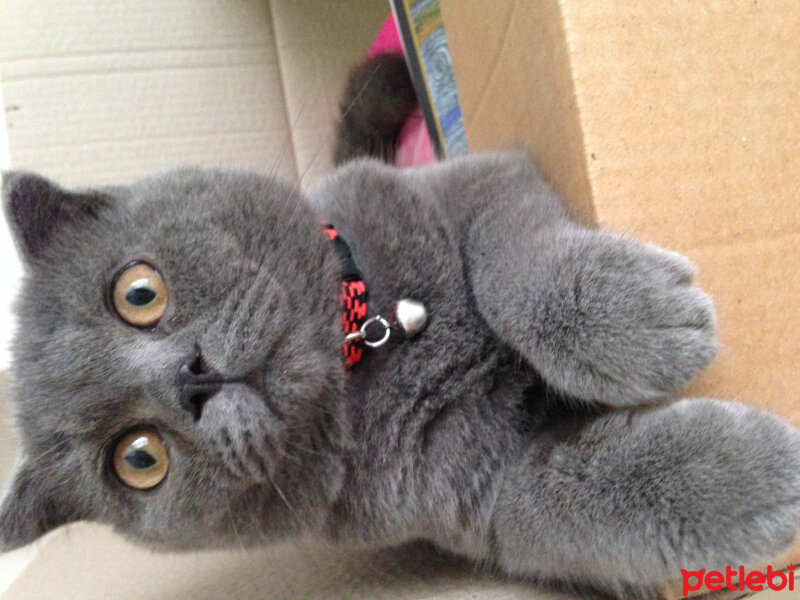 Scottish Fold, Kedi  Sofi fotoğrafı