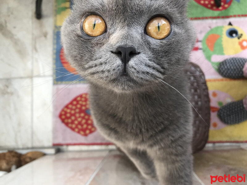 Scottish Fold, Kedi  Sofi fotoğrafı