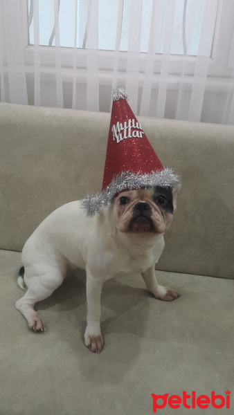 Fransız Bulldog, Köpek  Lokum fotoğrafı