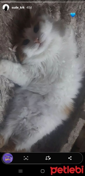 Laperm, Kedi  Tarçın fotoğrafı