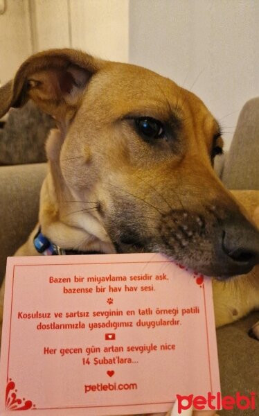 Sokö (Sokak Köpeği), Köpek  İrma fotoğrafı