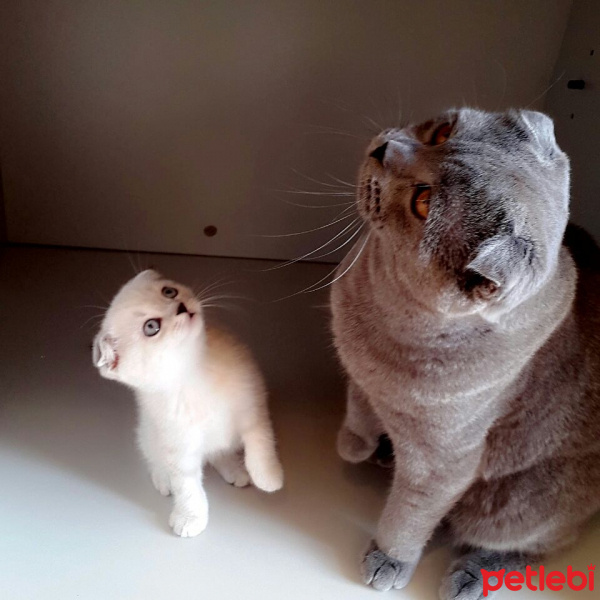 Scottish Fold, Kedi  Odi fotoğrafı