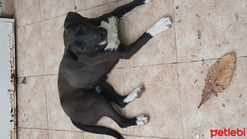 Amerikan Pitbull Terrier, Köpek  Şapşik fotoğrafı
