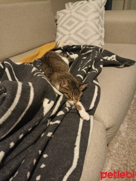 Tekir Kedi, Kedi  Mia fotoğrafı