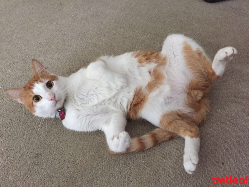 Japon Bobtail, Kedi  Pati fotoğrafı