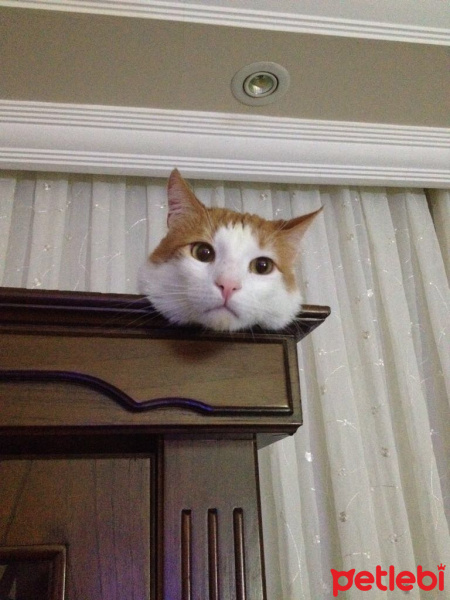 Japon Bobtail, Kedi  Pati fotoğrafı