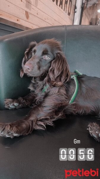 Amerikan Cocker Spaniel, Köpek  Coffe fotoğrafı