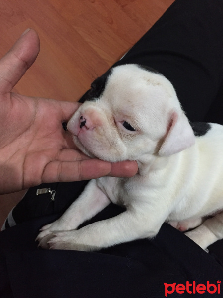 Fransız Bulldog, Köpek  Hera fotoğrafı