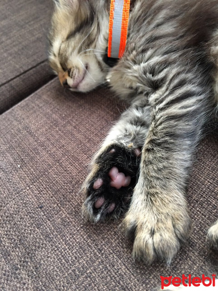 Tekir Kedi, Kedi  Marvin fotoğrafı