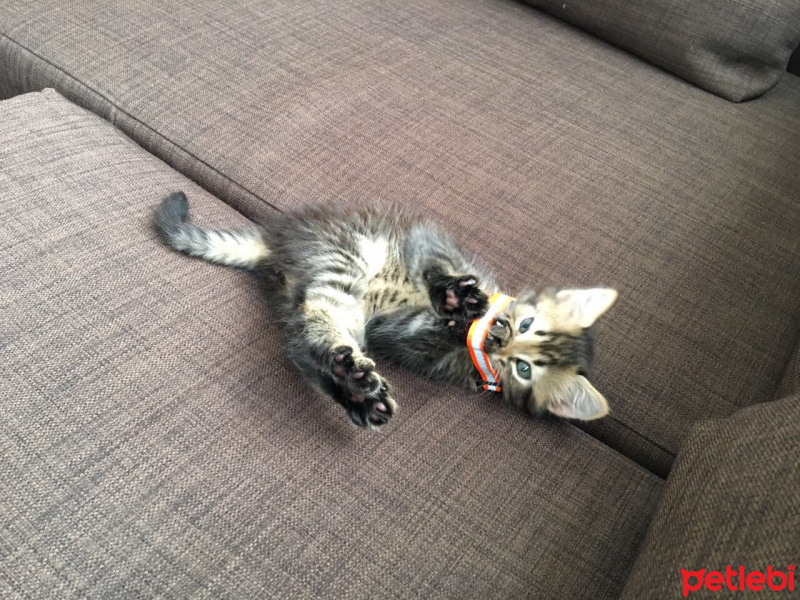 Tekir Kedi, Kedi  Marvin fotoğrafı