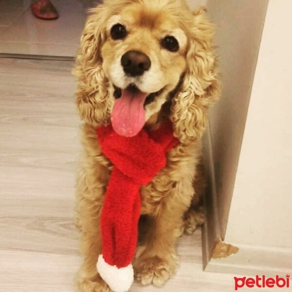 Amerikan Cocker Spaniel, Köpek  Tarçın fotoğrafı