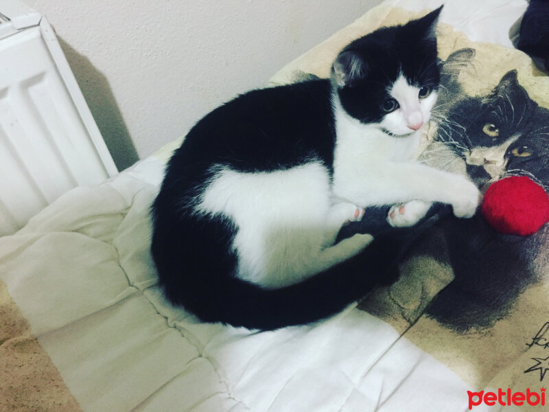 Soke, Kedi  Zuzu fotoğrafı