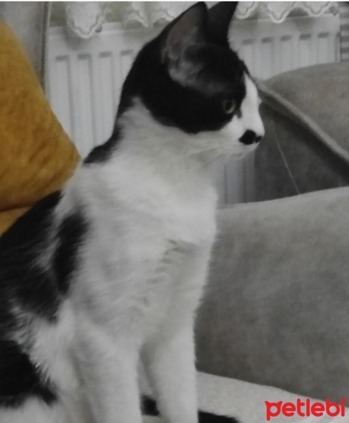 Tekir Kedi, Kedi  Pati fotoğrafı