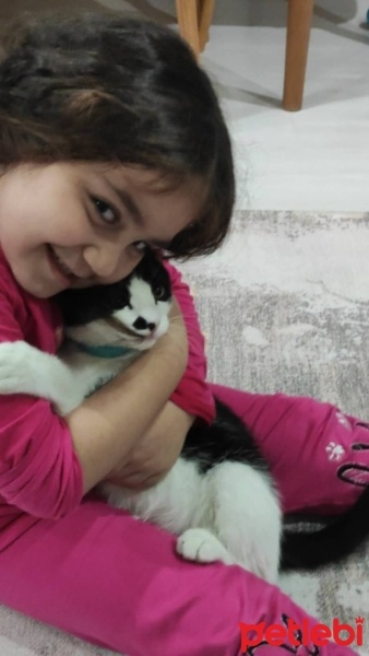 Tekir Kedi, Kedi  Pati fotoğrafı