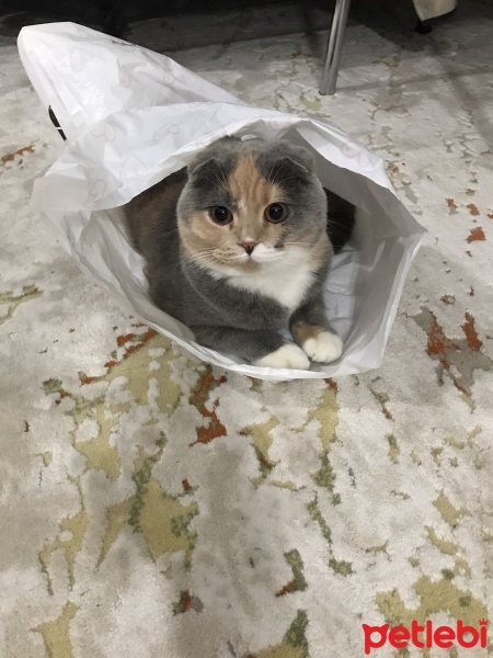 Scottish Fold, Kedi  Miya fotoğrafı