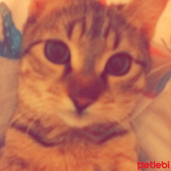 Tekir Kedi, Kedi  Sophia fotoğrafı