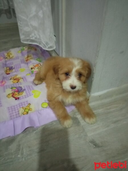 Poodle(Standart Kaniş), Köpek  paşa fotoğrafı