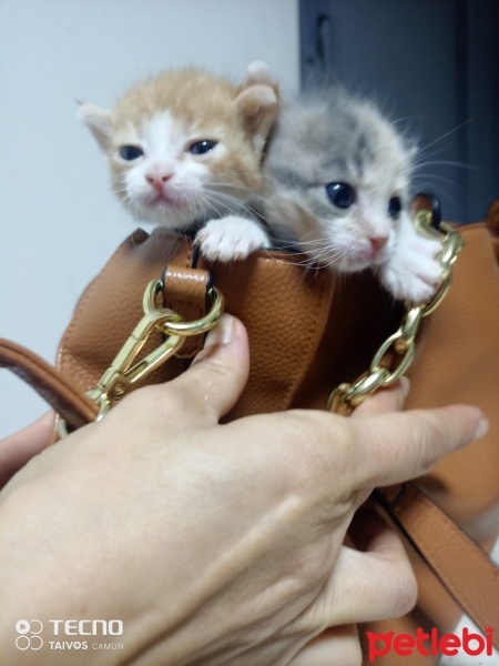 Tekir Kedi, Kedi  Ponçik fotoğrafı