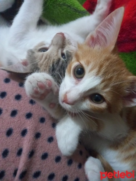 Tekir Kedi, Kedi  Ponçik fotoğrafı
