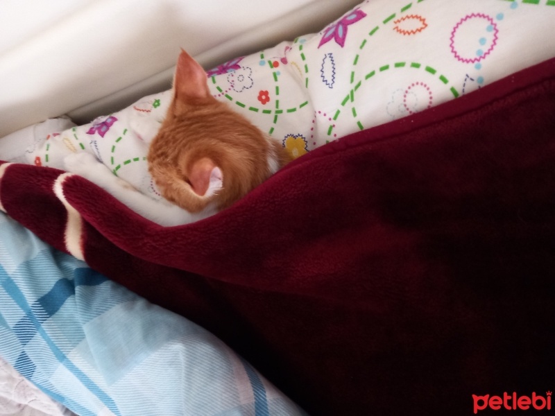 Tekir Kedi, Kedi  Ponçik fotoğrafı