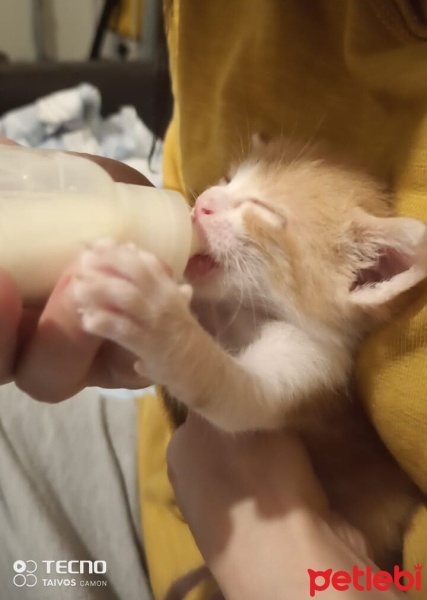 Tekir Kedi, Kedi  Ponçik fotoğrafı