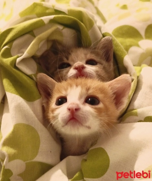 Tekir Kedi, Kedi  Ponçik fotoğrafı