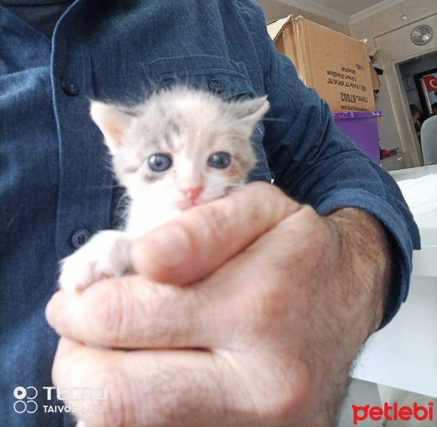 Tekir Kedi, Kedi  Gezgin fotoğrafı