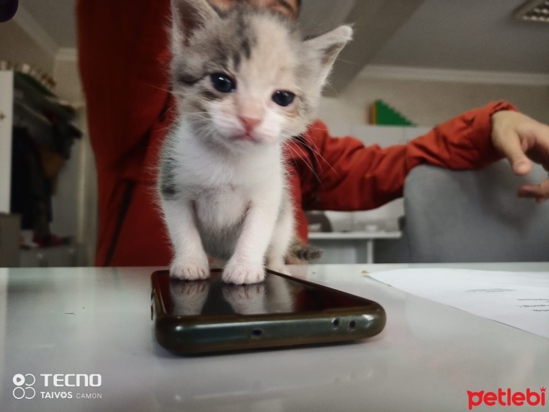 Tekir Kedi, Kedi  Gezgin fotoğrafı