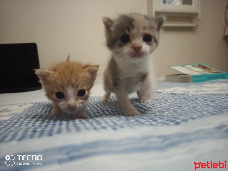 Tekir Kedi, Kedi  Gezgin fotoğrafı
