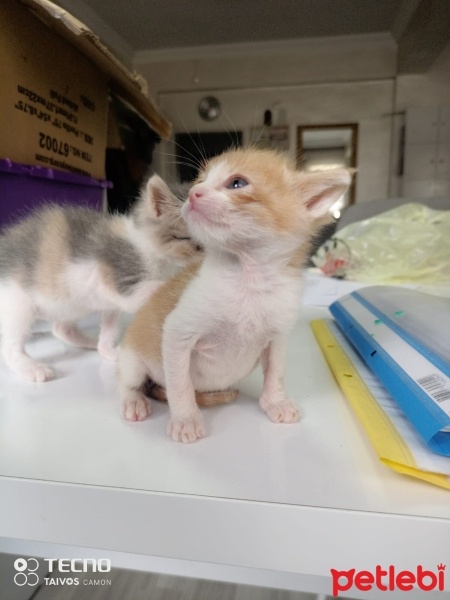 Tekir Kedi, Kedi  Gezgin fotoğrafı