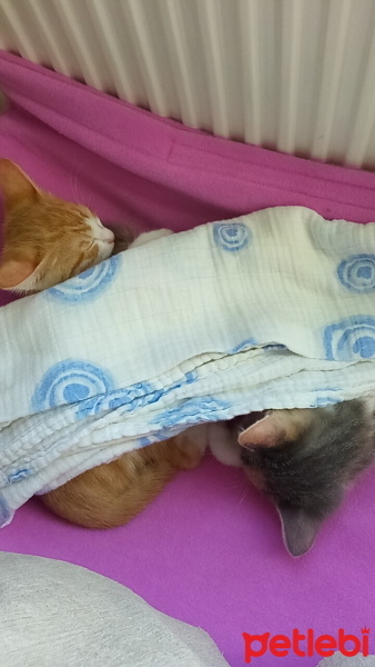 Tekir Kedi, Kedi  Gezgin fotoğrafı