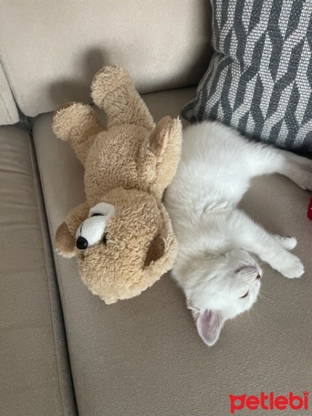 British Shorthair, Kedi  Mia fotoğrafı