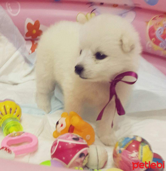 Samoyed, Köpek  Asya fotoğrafı