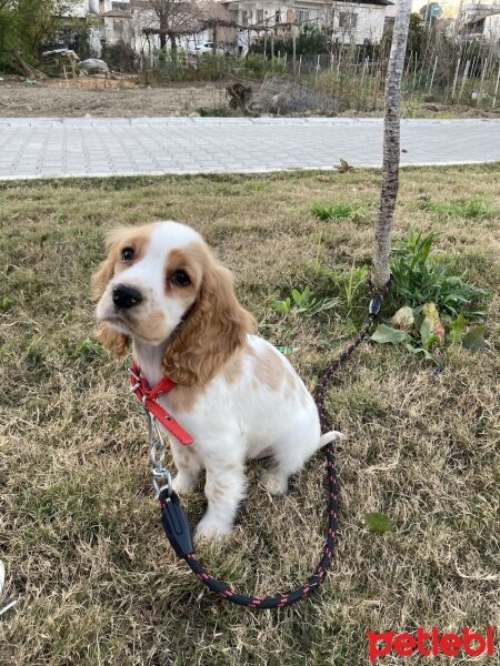 Amerikan Cocker Spaniel, Köpek  Lili fotoğrafı