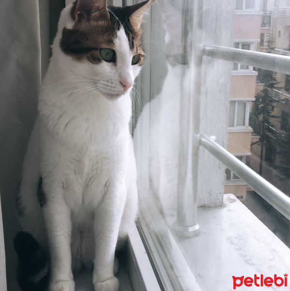 Soke, Kedi  Şeri fotoğrafı