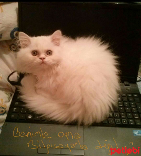 İran Kedisi (Persian), Kedi  Pıtış fotoğrafı