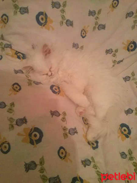 İran Kedisi (Persian), Kedi  Pıtış fotoğrafı