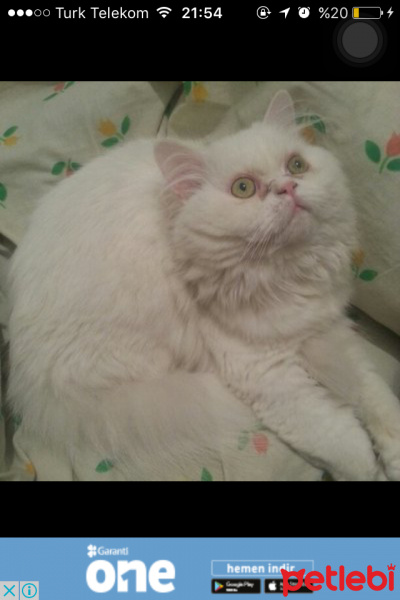 İran Kedisi (Persian), Kedi  Pıtış fotoğrafı