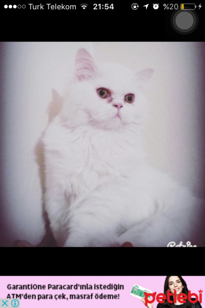 İran Kedisi (Persian), Kedi  Pıtış fotoğrafı