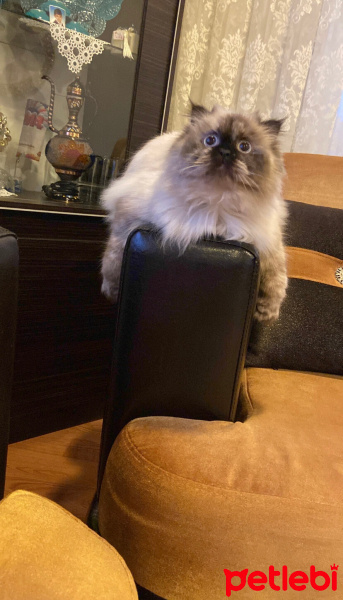 British Longhair, Kedi  Luna fotoğrafı
